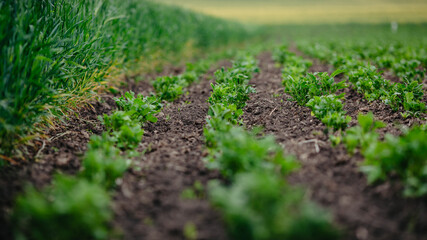 Field of green potato bushes. A young potato plant grows on soil.