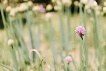 Beautiful background with green onion and flower