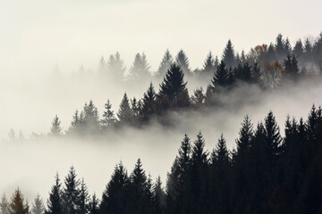 Bos in de ochtendmist in de berg. Sparren toppen in de mist in de herfst.