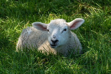 Obraz premium Four week old lamb low angle view portrait in green grass field