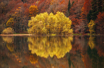 Autumn forest with reflection on Biogradsko lake in Montenegro