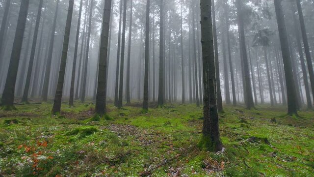 WS Foggy forest / Serrig, Rhineland-Palatinate, Germany