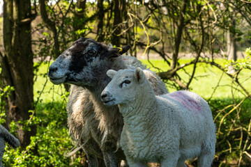 Four week old lambs and Sheep low angle view portrait in green grass field