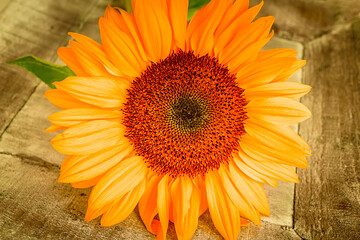 Einzelne Sonnenblume Dekoration Nahaufnahme