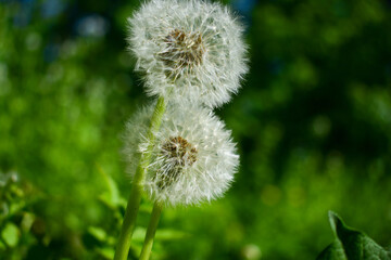 Pusteblume