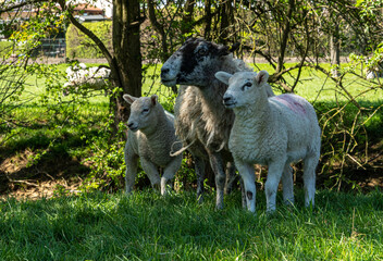 Naklejka na ściany i meble Four week old lambs and Sheep low angle view portrait in green grass field