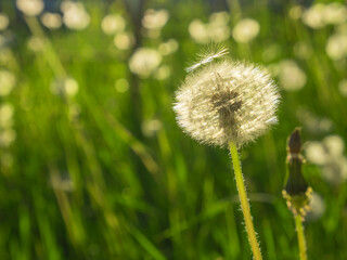 Dandelion on a background of green grass.
