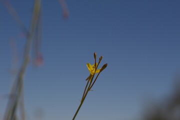 Retracting by day are yellow blooms of California Suncup, Eulobus Californicus, Onagraceae, native annual in the edges of Twentynine Palms, Southern Mojave Desert, Springtime.