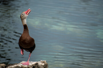 Black Bellied Whistling Duck standing on one foot, next to a blue lagoon