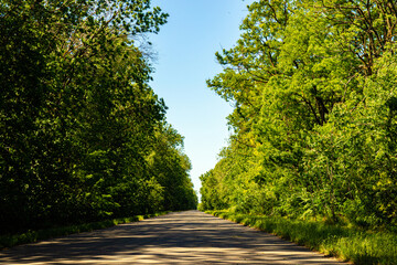 Obraz premium The road to the forest. Country road. juicy fresh grains of young green wheat. Close-up. Rural landscape on a summer field of wheat. 