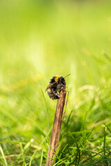 Large Yellow Orange and Black Striped Honey Bee Close up Marco Portrait View