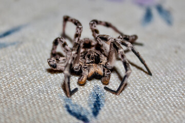 Big spider on the table