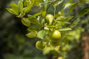 Lemons in the lemon tree