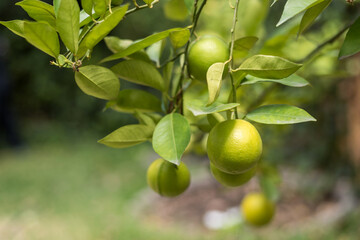 Lemons in the lemon tree