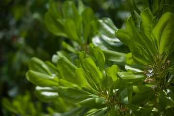 Fototapeta na wymiar Green shiny jungle tree leaves