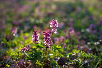 purple flowers in the meadow