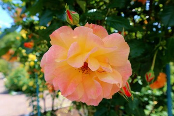 
orange rose flower
