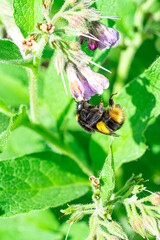 Large Yellow Orange Honey and Black Striped Bee polinating comfrey flowering purple plants. Close up Marco View