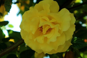 yellow rose flower