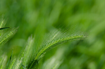 Green spikelet shot on macro