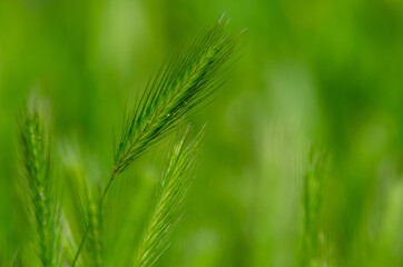 green wheat field