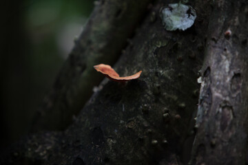 Orange tree mushroom growing in maldivian jungle tree 