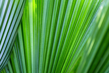 Leaf of Fiji Fan Palm