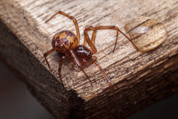 spider on wood