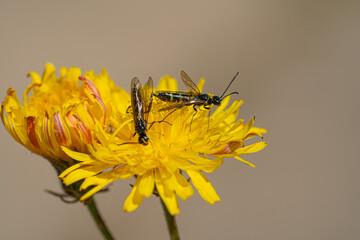 Black Soldier Fly Flies insect Hermetia Illucens mating on yellow dandelions