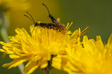 Black Soldier Fly Flies insect Hermetia Illucens mating on yellow dandelions