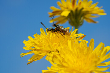 Black Soldier Fly Flies insect Hermetia Illucens mating on yellow dandelions