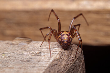 spider on wood