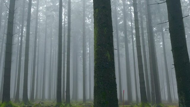 WS Foggy forest / Serrig, Rhineland-Palatinate, Germany
