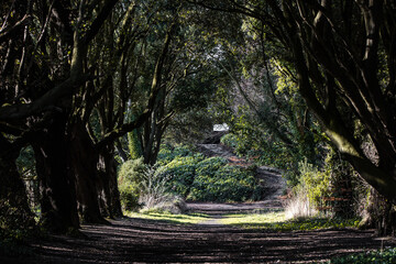 drzewa w parku lesie