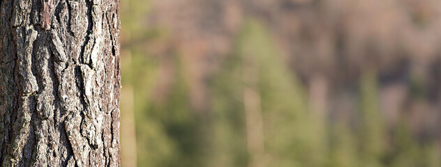 Coniferous tree trunk bark or rhytidome, closeup detail with blurred forest (space for text) in...