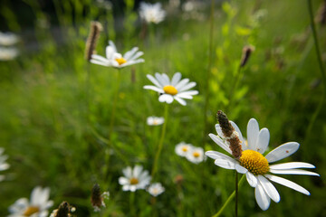 Three common daisy flowers at the green meadow, standing in straight line in the tall grass on the outskirts of Zagreb city