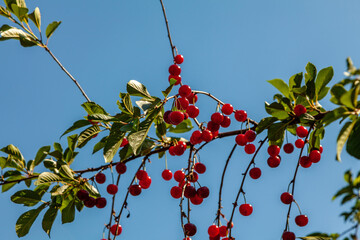 Ripe cherry on branches with green leaves on a background of blue sky 