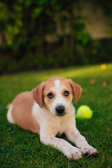 Small and beautiful puppy plays in the yard with the tennis ball and looks in the camera