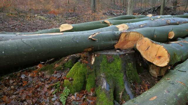 MS Logs in forest / Serrig, Rhineland-Palatinate, Germany