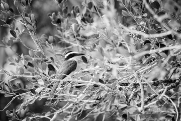 Black and white portrait of a great kiskadee between the branches of a tree. Bird