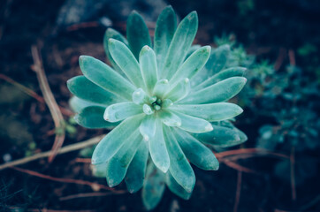 Fototapeta na wymiar beautiful structured regular green blue rock rose