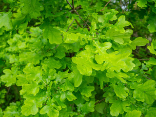 Oak leaves. Fresh green foliage, natural background