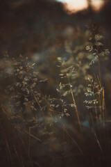 reeds in the morning