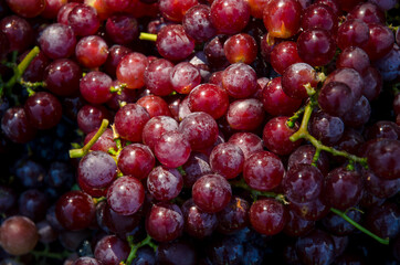ripe grapes harvest in autumnal time