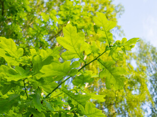 Leaves on an oak branch against a blue sky. Fresh green foliage, natural background. bottom view