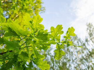 Leaves on an oak branch against a blue sky. Fresh green foliage, natural background. bottom view