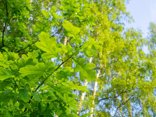 Leaves on an oak branch against a blue sky. Fresh green foliage, natural background. bottom view
