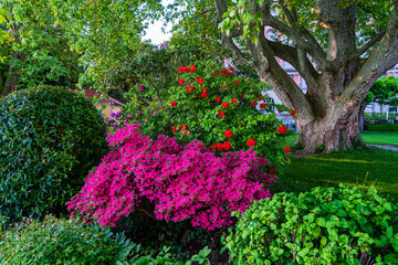 D, Bodensee, Lindau, Lindenhofpark, Bad Schachen, opulente Frühlingsblüte mit Funkien (Hosta) und Azallen im Garten / Park von Hotel Bad Schachen am Bodensee mit knorriger, mächtiger, alter Platane