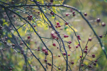 red briar fruit in autumnal time