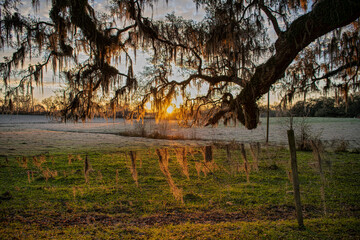 Mossy Oak and Fence in Early Morning Sun in Grand Coteau Louisiana